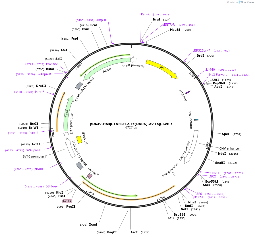 156623-plasmid-map-sequence-id-302355