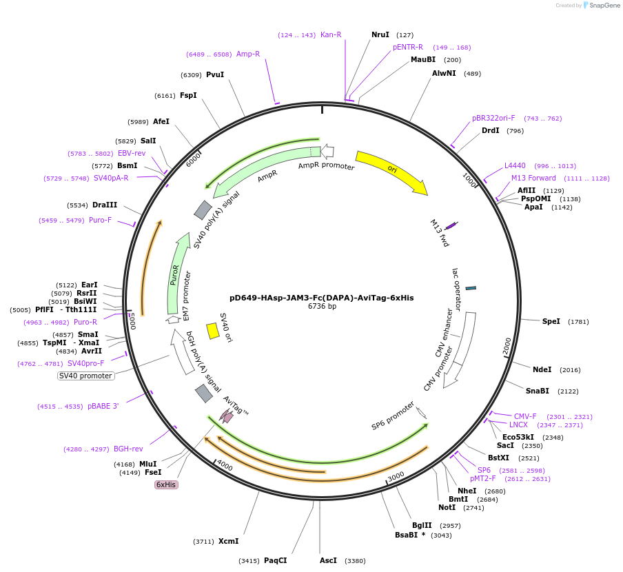 156629-plasmid-map-sequence-id-302367