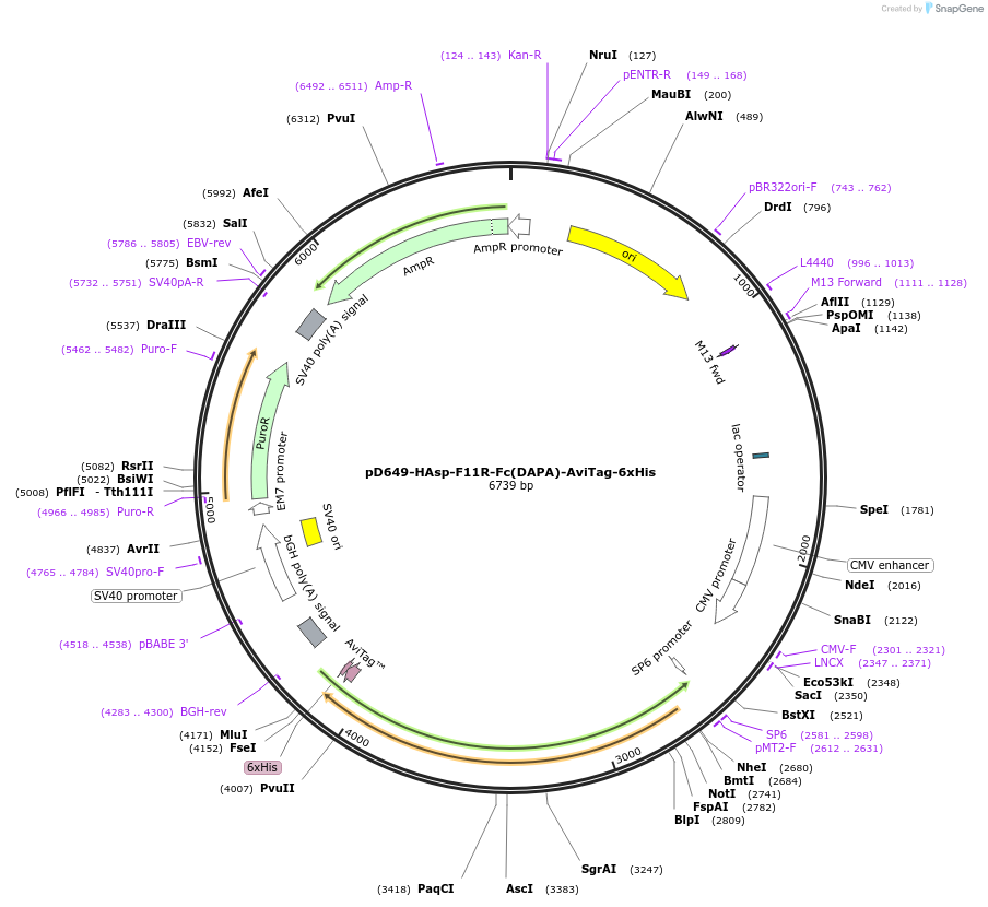156632-plasmid-map-sequence-id-302373