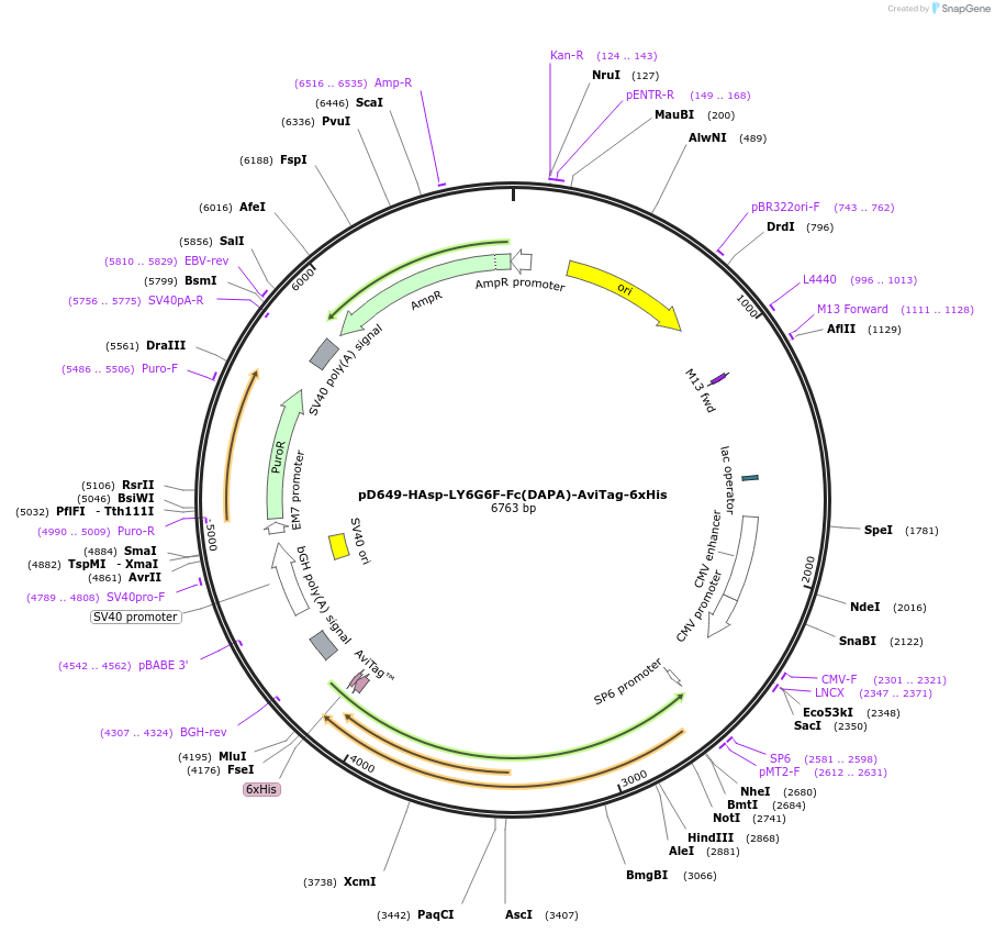 156653-plasmid-map-sequence-id-302415