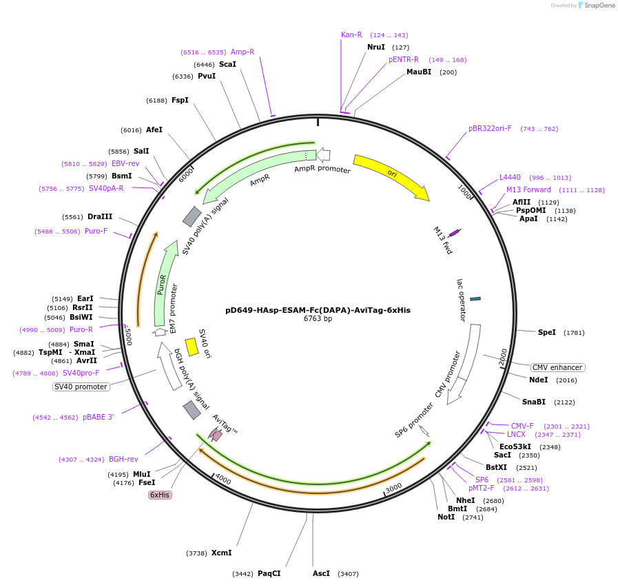 156654-plasmid-map-sequence-id-302417