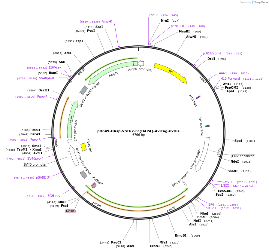 156659-plasmid-map-sequence-id-302427