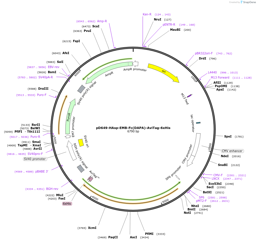 156680-plasmid-map-sequence-id-302469
