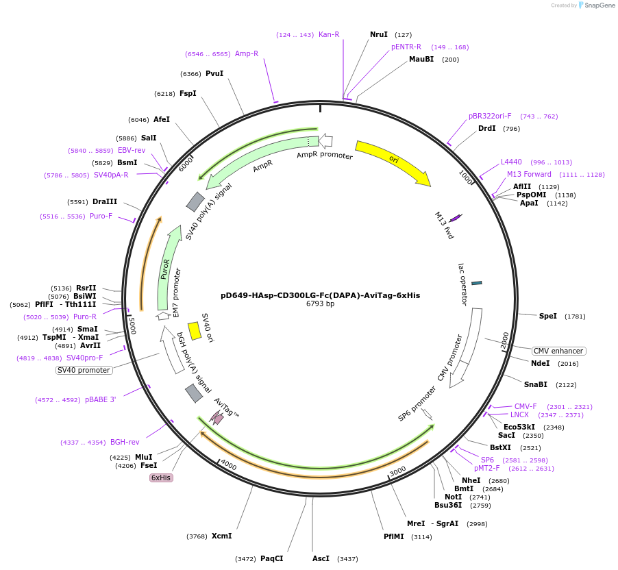 156681-plasmid-map-sequence-id-302471
