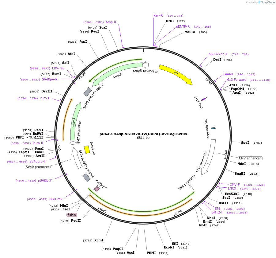 156685-plasmid-map-sequence-id-302479