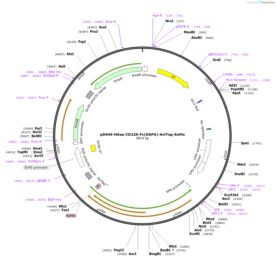 156688-plasmid-map-sequence-id-302485