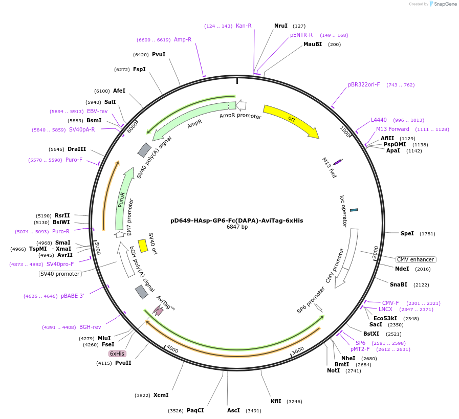 156699-plasmid-map-sequence-id-302507