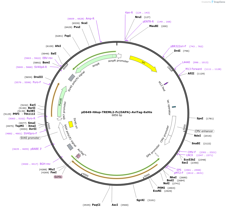 156701-plasmid-map-sequence-id-302511