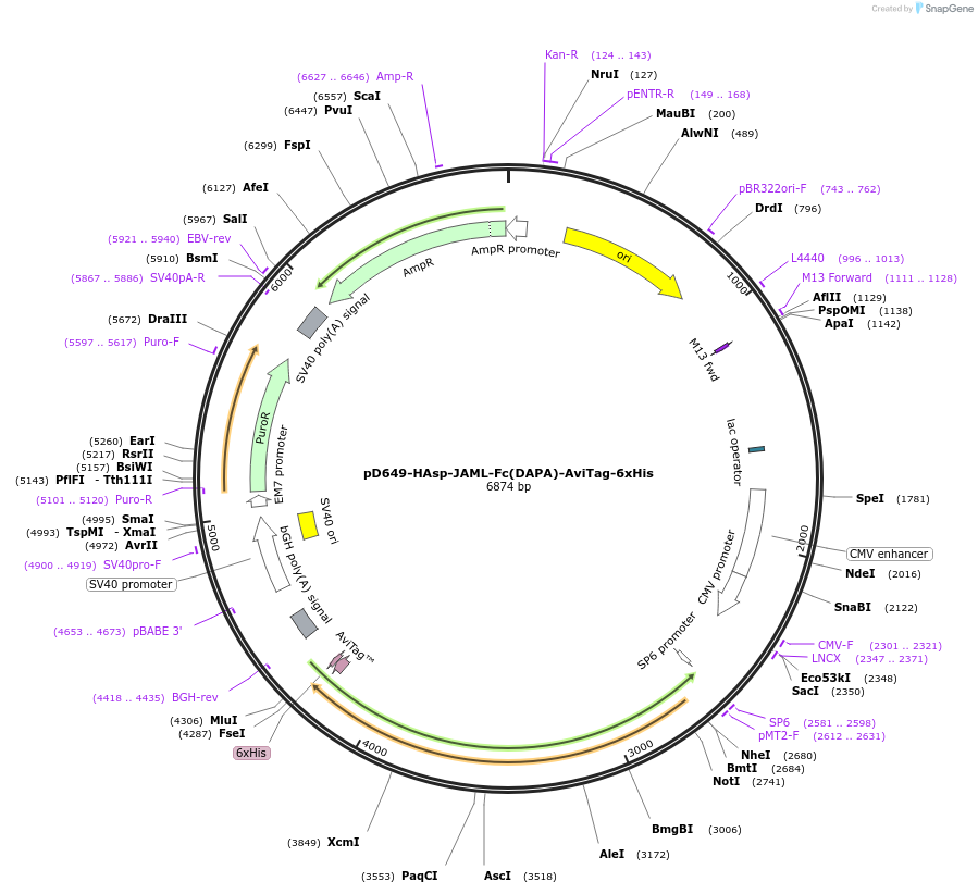 156707-plasmid-map-sequence-id-302523