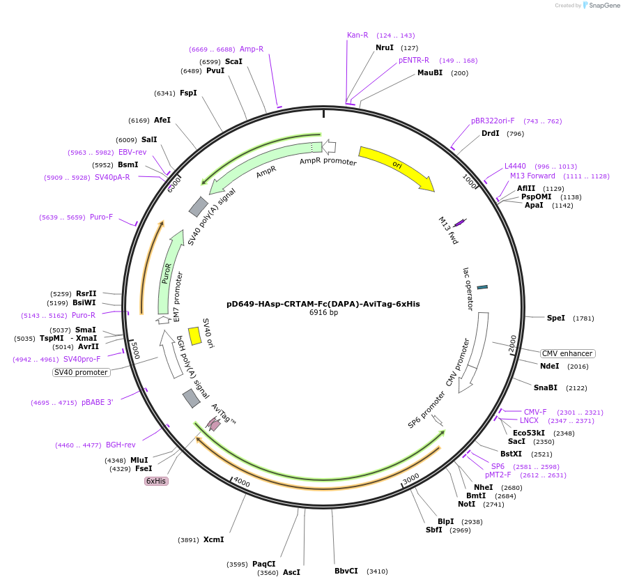 156711-plasmid-map-sequence-id-302531