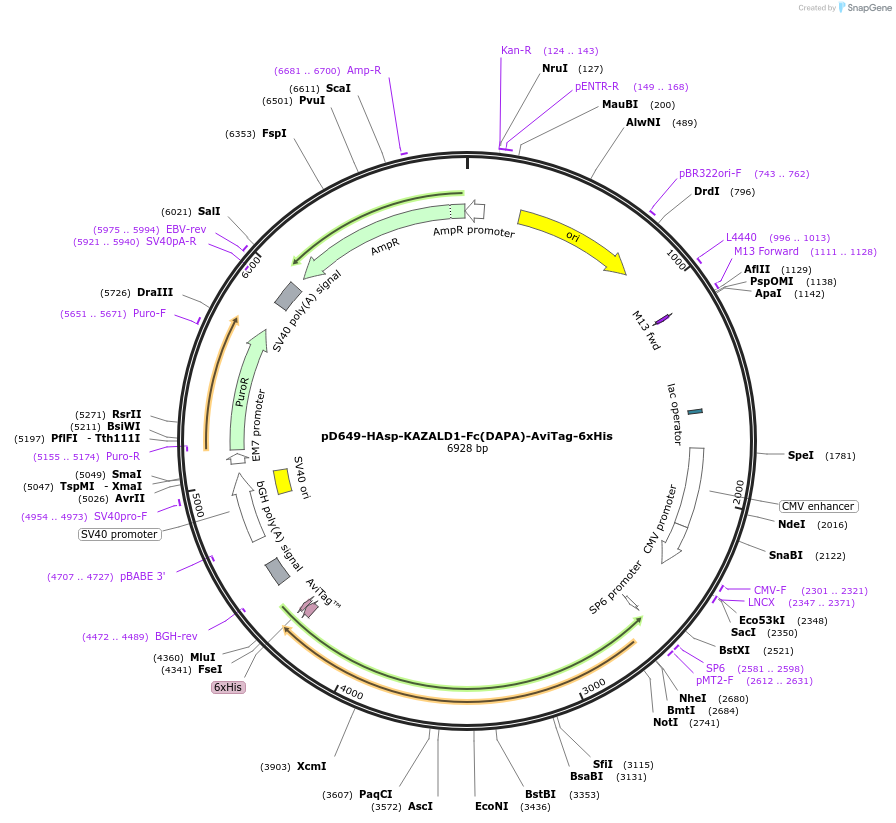 156717-plasmid-map-sequence-id-302543