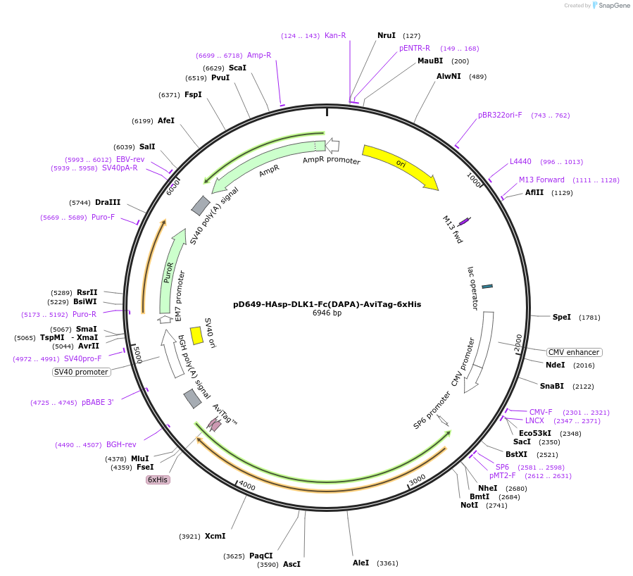 156720-plasmid-map-sequence-id-302549