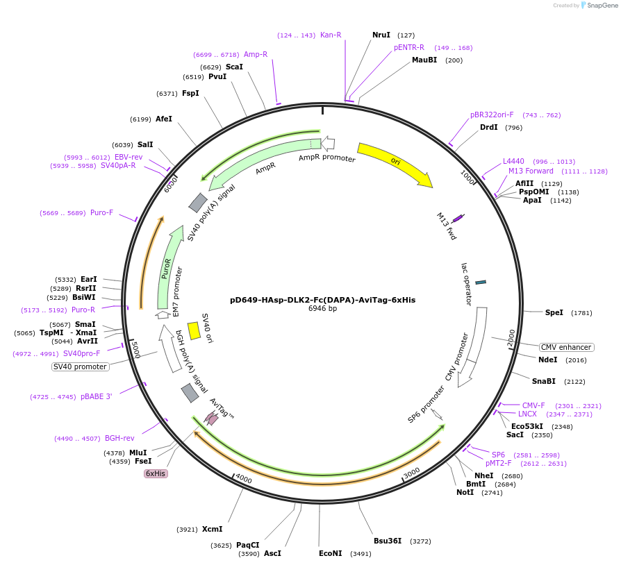 156721-plasmid-map-sequence-id-302551