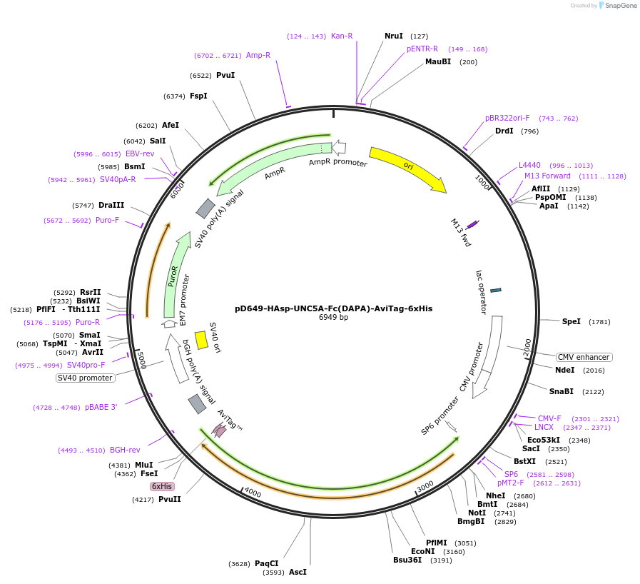 156722-plasmid-map-sequence-id-302553