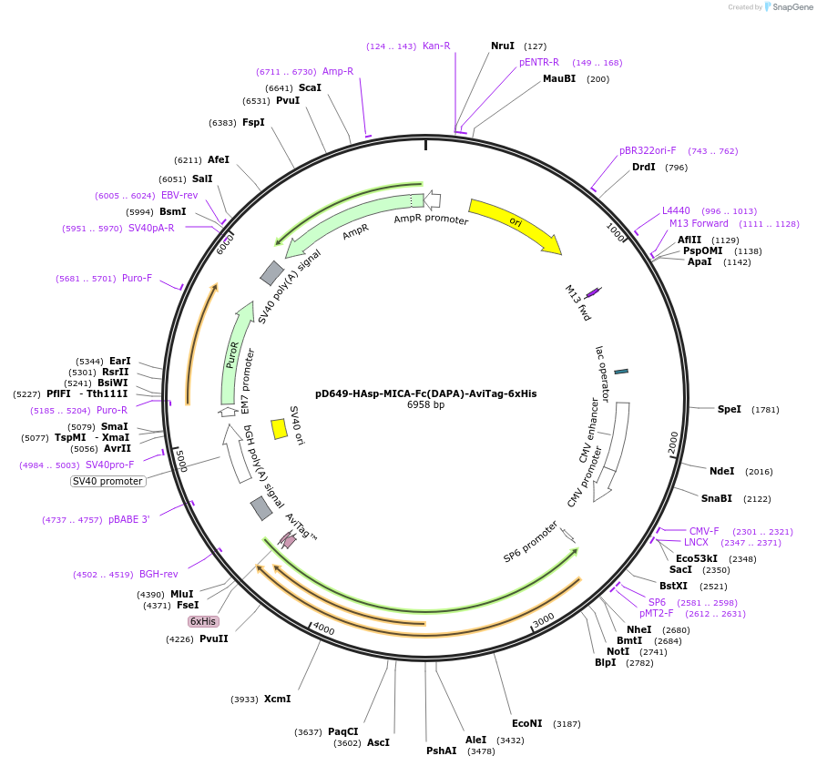 156725-plasmid-map-sequence-id-302559