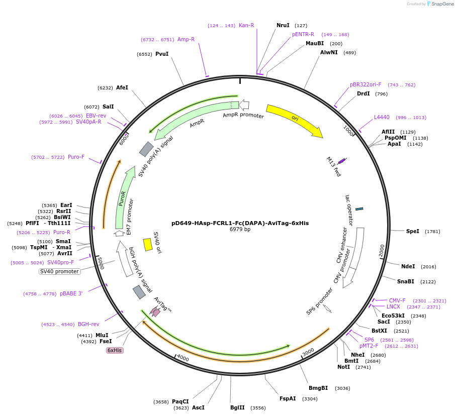 156732-plasmid-map-sequence-id-302573