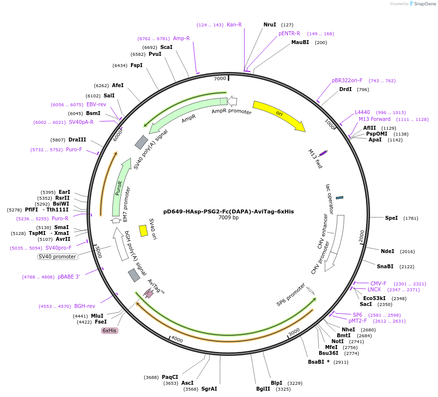 156738-plasmid-map-sequence-id-302585