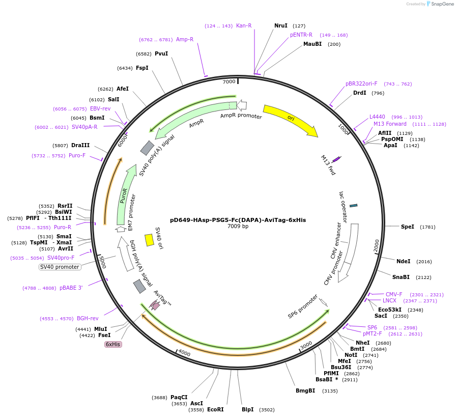 156739-plasmid-map-sequence-id-302587