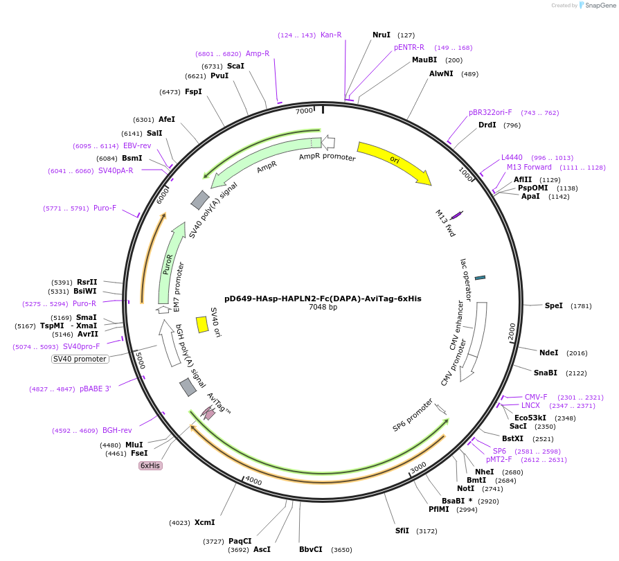 156752-plasmid-map-sequence-id-302613