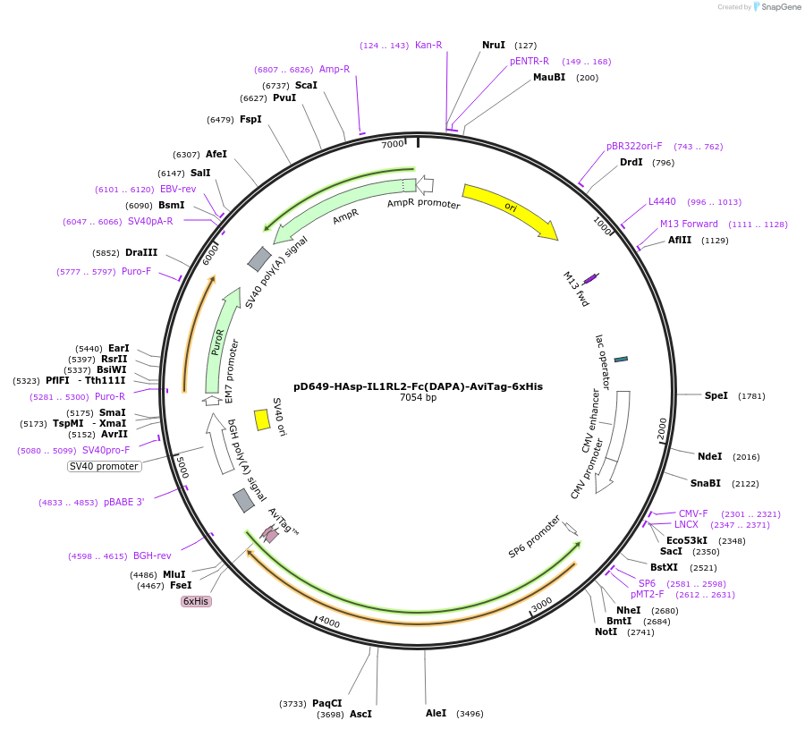 156753-plasmid-map-sequence-id-302615