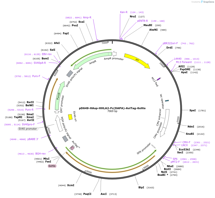 156763-plasmid-map-sequence-id-302635