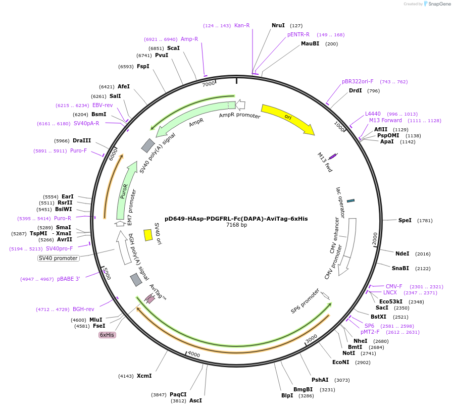 156798-plasmid-map-sequence-id-302705