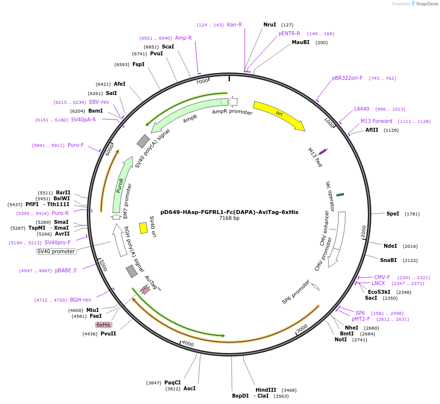 156799-plasmid-map-sequence-id-302707