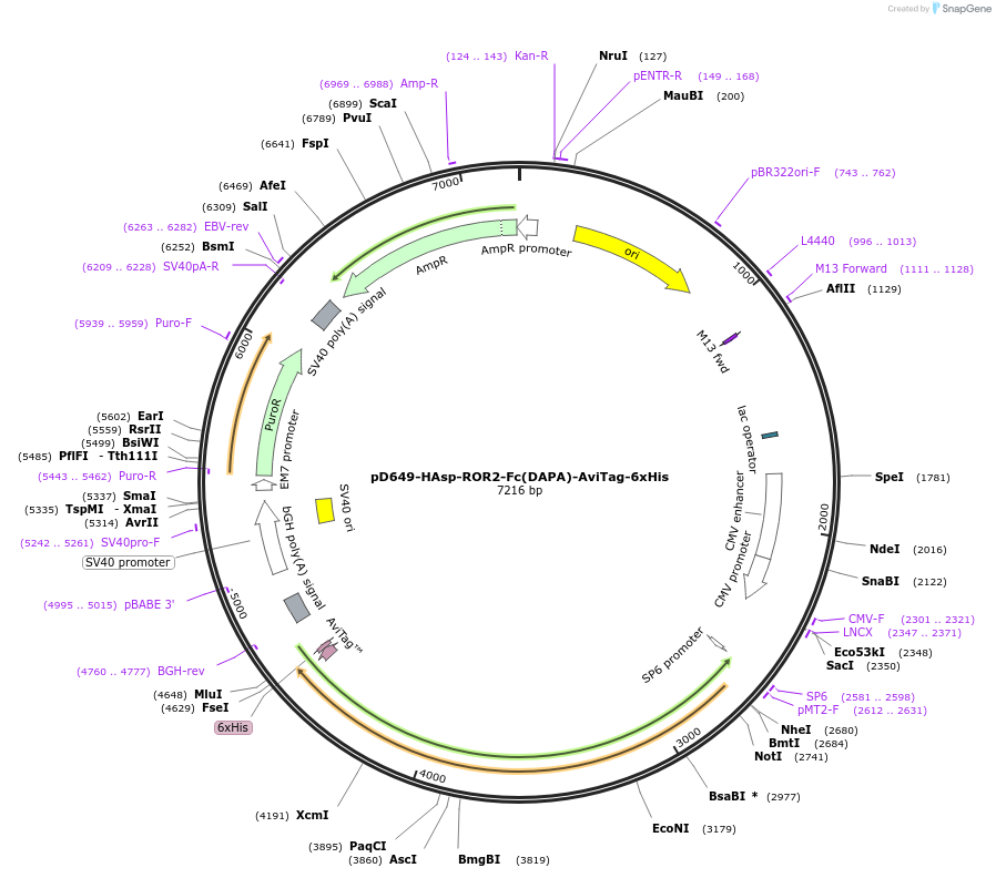 156807-plasmid-map-sequence-id-302723