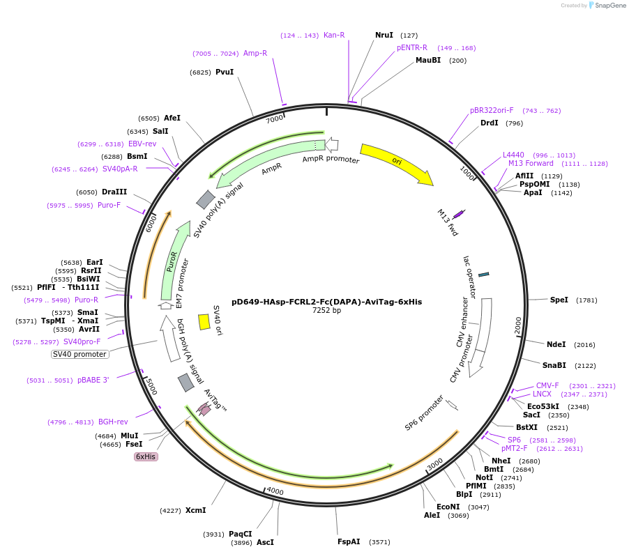 156812-plasmid-map-sequence-id-302733