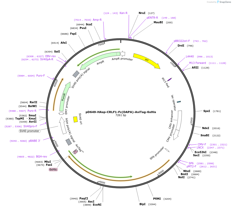 156814-plasmid-map-sequence-id-302737