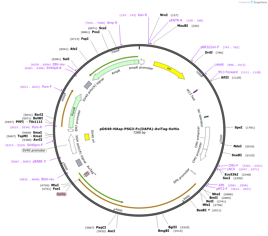 156827-plasmid-map-sequence-id-302763