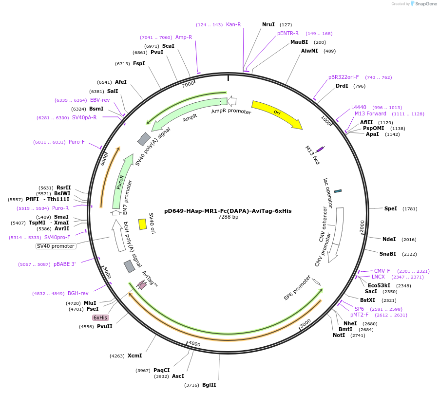 156828-plasmid-map-sequence-id-302765