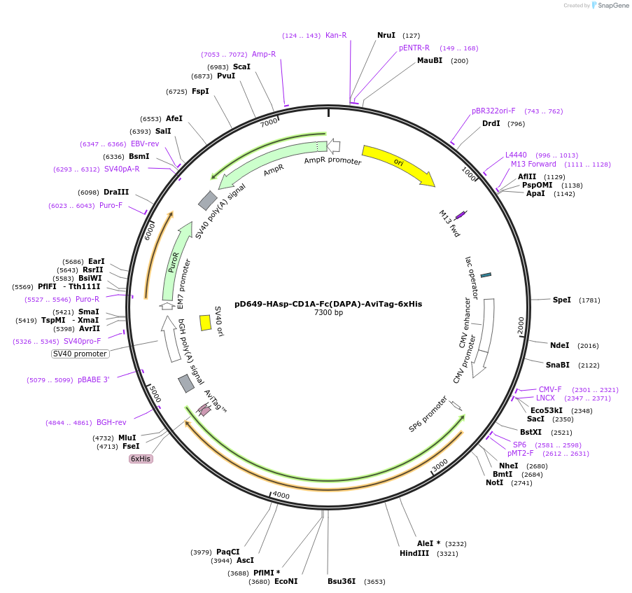 156830-plasmid-map-sequence-id-302769