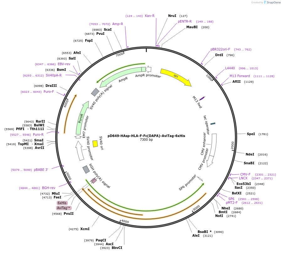 156834-plasmid-map-sequence-id-302777
