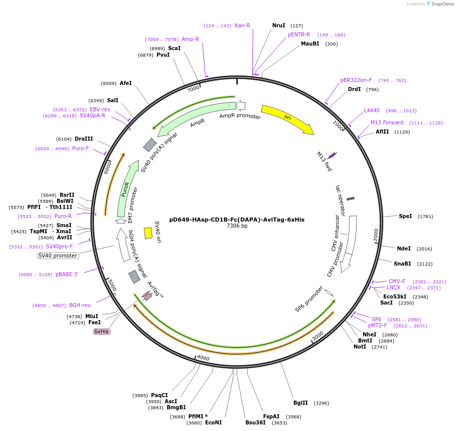 156840-plasmid-map-sequence-id-302789