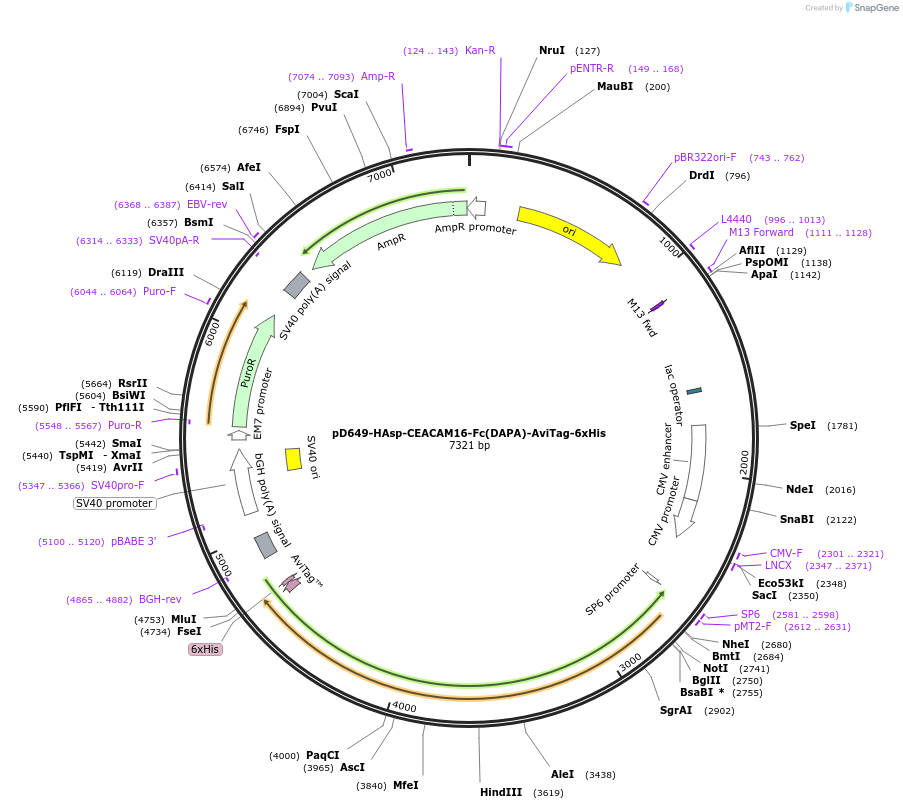 156842-plasmid-map-sequence-id-302793