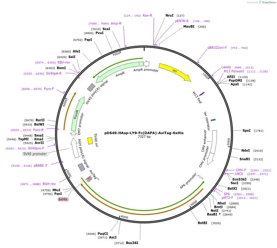 156843-plasmid-map-sequence-id-302795