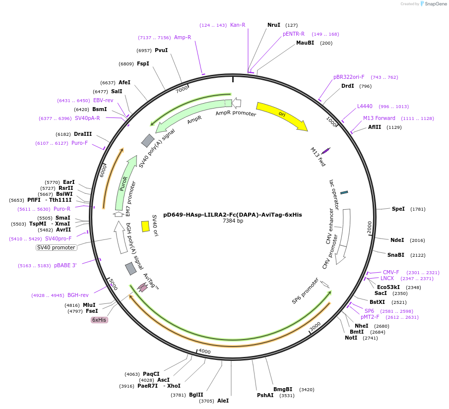 156856-plasmid-map-sequence-id-302821