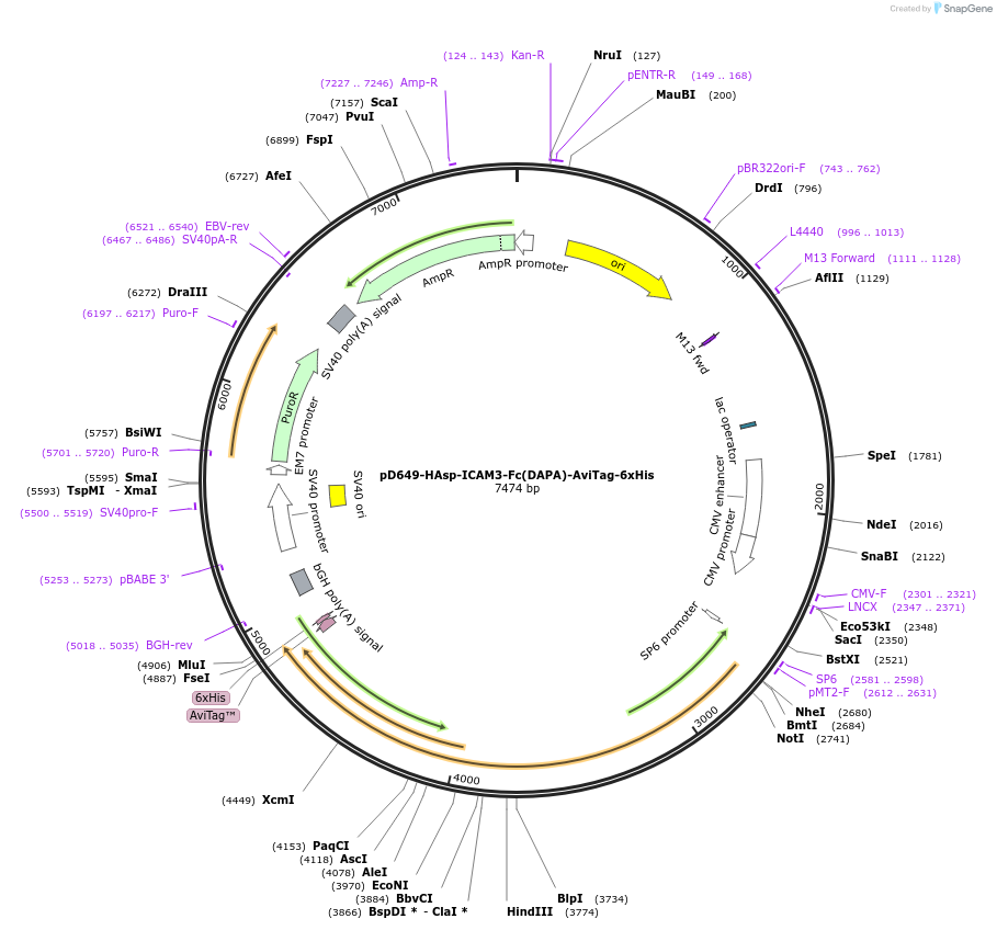 156871-plasmid-map-sequence-id-302851