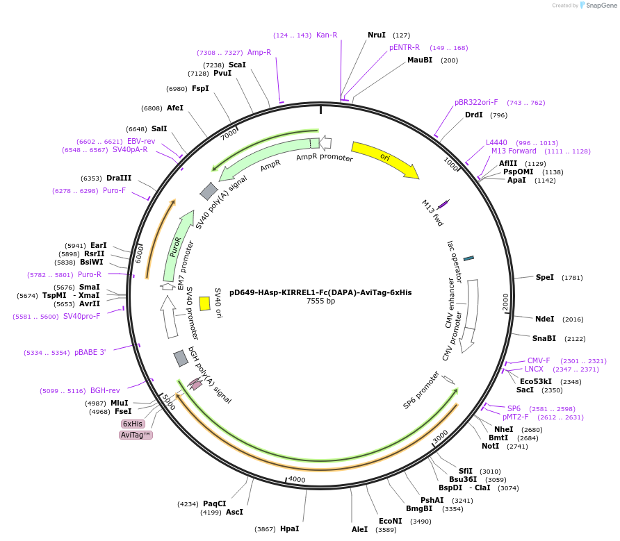 156876-plasmid-map-sequence-id-302861