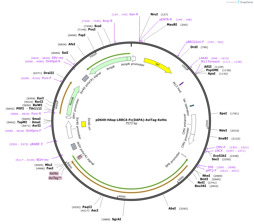 156879-plasmid-map-sequence-id-302867