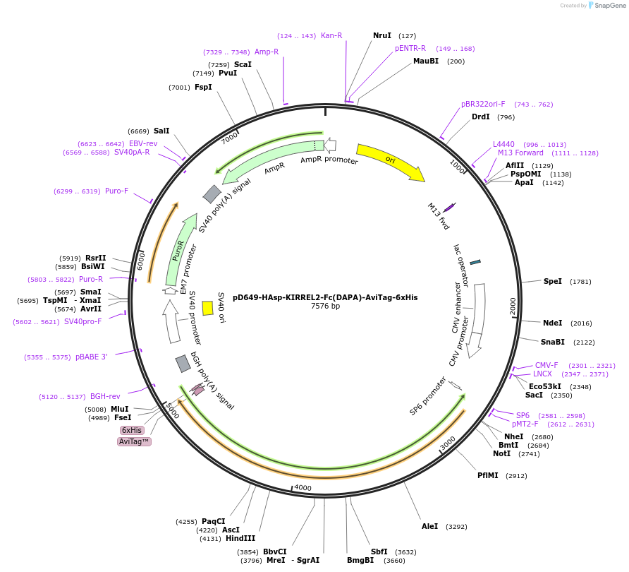 156880-plasmid-map-sequence-id-302869
