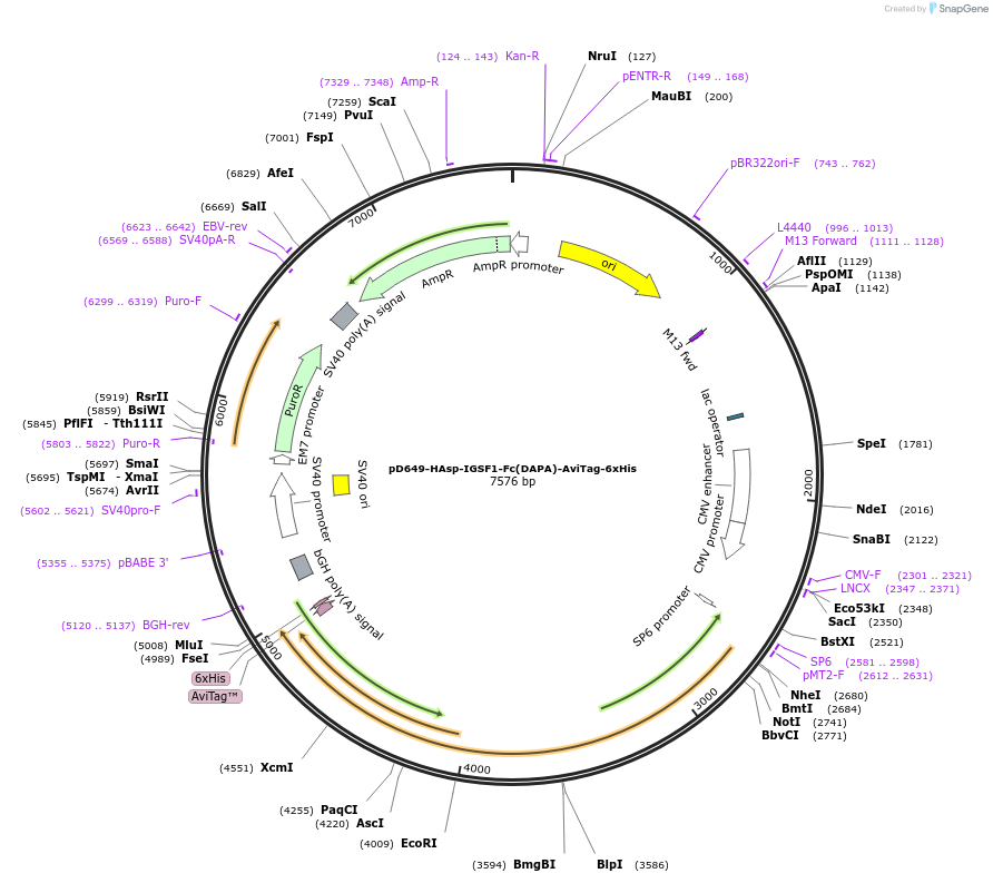 156881-plasmid-map-sequence-id-302871