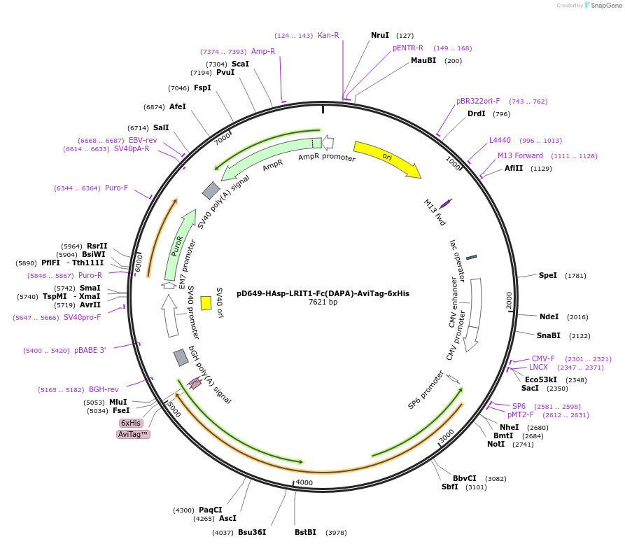 156893-plasmid-map-sequence-id-302895