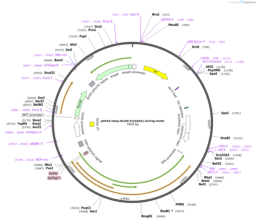 156898-plasmid-map-sequence-id-302905