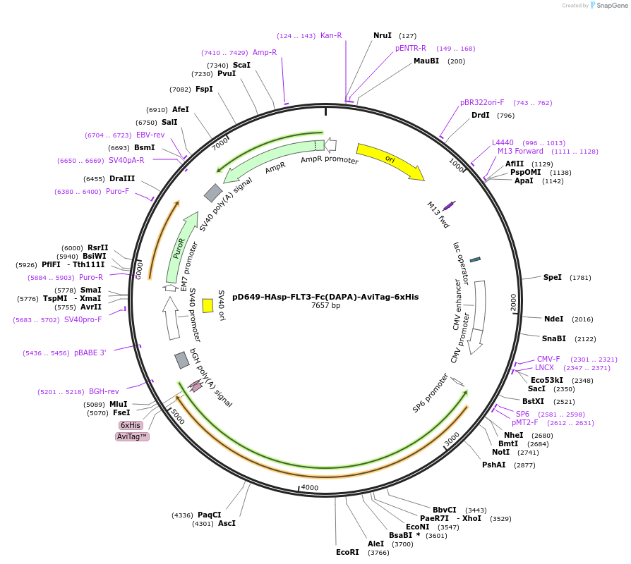 156899-plasmid-map-sequence-id-302907