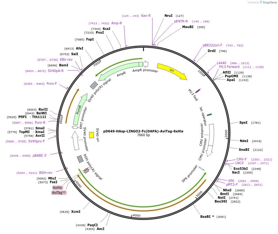 156900-plasmid-map-sequence-id-302909