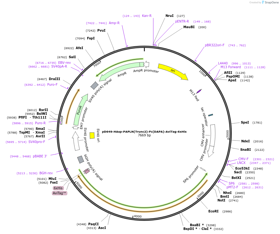 156902-plasmid-map-sequence-id-302913