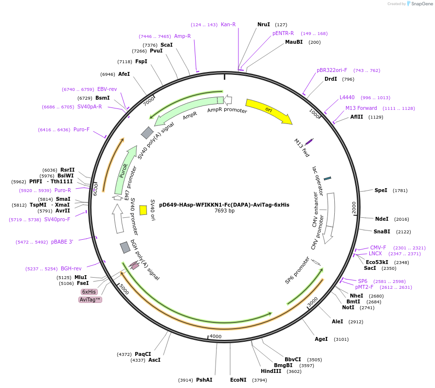 156905-plasmid-map-sequence-id-302919