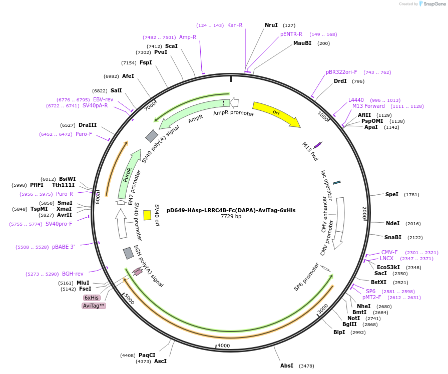 156910-plasmid-map-sequence-id-302929